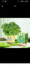 九月生儿童种植盆栽套装含羞草植物种子根系观察盒幼儿园DIY迷你小盆栽 实拍图