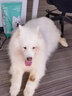 凯锐思 萨摩耶狗粮幼犬成犬全阶段专用萨摩犬粮专用粮2kg 【经典款20斤】2kg*5 2kg/袋 成幼犬 萨摩耶专用 实拍图