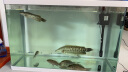 鱼之宝（Fish treasure）鱼缸水族箱金鱼缸生态鱼缸过滤器玻璃鱼缸懒人家用客厅彩灯鱼缸 p8智能生态鱼缸 实拍图