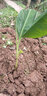 黄铭证广西香蕉树苗当年结果庭院地栽种植果树苗南方矮化盆栽 粉蕉30厘米高2棵 带土带叶 实拍图