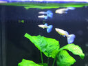 云峰海瑞观赏鱼纯种孔雀鱼活体小型热带鱼凤尾鱼斗鱼宠物鱼缸造景宠物活体 高级玩家级天空兰孔雀鱼一公一母 实拍图