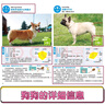 名犬图鉴：331种世界名犬驯养与鉴赏图典 养狗书狗狗训练教程 宠物训练教程 训狗书籍养狗书驯犬技术 实拍图