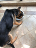 宠甲牧羊犬狗粮40斤20斤德牧苏牧成犬幼犬狗粮中大型犬粮牛肉双拼粮 牛肉粒双拼粮10kg（牧羊犬粮） 实拍图