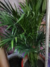 看匠 散尾葵盆栽 凤尾竹室内客厅大型绿植袖珍椰子夏威夷盆景富贵叶子 高度80-90厘米一盆 不含盆 实拍图