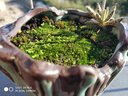 孙凯（SUNKAI）鲜活苔藓青苔藓 微景观植物盆景生态瓶diy绿植水陆缸假山盆栽盆景 实拍图