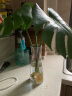 盛世泰堡 百合玫瑰玻璃花瓶插花摆件植物水培水养插花瓶干花满天星客厅桌面装饰 七彩束口款26cm 实拍图