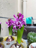 绿丝绦风信子种球水培花卉土培种子四季室内室外耐寒植物花苗盆栽 紫色感动（紫色） 3连套盆 实拍图