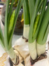 意轩水仙花 球 水培室内花卉进口水仙花绿植盆栽植物 洋水仙花卉 水仙大种球4个+陶瓷盆 晒单实拍图