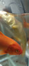 纯种日本锦鲤鱼活体观赏鱼淡水鱼冷水鱼家庭锦鲤鱼苗红白大正三色黄金白写昭和火鲤赛级大型好养耐活喂食狮湾 纯种血统黄金锦鲤一条 8-10cm 晒单实拍图