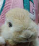 朗缤 兔子活体宠物兔活体新西兰肉兔公主兔小白荷兰侏儒活物兔子宠物 黄耳公主兔1只 实拍图