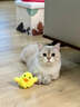 华元宠具（hoopet）猫玩具自动逗猫球自嗨解闷小猫电动发声智能玩具球冲鸭猫咪鸭子 冲鸭（颂小包猫薄荷） 实拍图