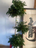 叹为观止大型植物发财树各种大颗盆栽开业乔迁客厅办公室内好养大型花卉 三层幸福树【1.5-1.7米】 含盆 实拍图