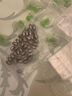 日式开口铅坠筏钓套装快速桥阀配件中通空心橄榄形远投咬跑铅矶钓 渔永记 开口日式铅8克 10个 送方盒 实拍图