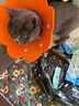 唐宠 伊丽莎白圈猫幼猫项圈猫咪吐司耻辱圈猫脖圈绝育手术防舔可调节 白色字母M码(建议6-13斤) 伊丽莎白圈 实拍图
