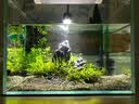KAISER REEF凯撒射灯原生南美异形鼠鱼缸三湖水草龟缸LED 射灯夹灯观赏鱼缸灯 12000K蓝白(3w定焦APP调光定时三湖虾缸) 实拍图