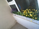 礼赫家饰 木栅栏仿真花套装仿真绿色植物花草 假花塑料花 桌面隔断摆放花艺摆设 40厘米白色木栅栏黄色蝴蝶兰套装 实拍图