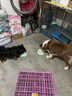 猫姐汪弟 狗绳子大型犬牵引绳反光牵引带加长2米中型犬遛狗绳狗链拴狗绳 红色2米牵引绳 实拍图