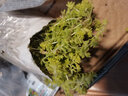 多肉植物新手组合盆栽套装植物办公室内花卉绿植 黄金万年草（群生含盆土） 含盆送土 实拍图