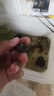 富龟龟宝家养宠物龟金线草龟活体小乌龟长寿龟深水龟金线龟墨龟草龟苗 杂草龟2-3厘米（1只体弱不推荐） 实拍图
