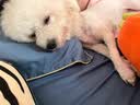 纯福酶解鸡肉泰迪柯基比熊博美幼犬成犬粮冻干小型犬通用型狗粮1.5kg 实拍图