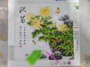金碧5D钻石画新款客厅书房梅兰竹菊非满钻小画钻石绣自己手工贴点钻绣 40*40cm梅兰竹菊四联画一套 实拍图