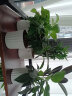 九千谷金钻吊兰鸭脚木绿萝盆栽植物花卉桌面绿植花卉小盆景源头直发 实拍图