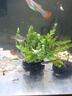 异景园鱼缸水族箱造景水榕沉木活体水草淡水无土植物后景真水草净水增氧 雨碟陀草【自带水草泥】 实拍图