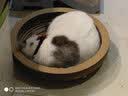 咪贝萌猫抓盆碗型猫窝猫抓板一体磨爪器瓦楞纸宠物猫磨抓用品挠抓板耐磨 椭圆猫窝（外径50CM适合12斤内） 均码 实拍图