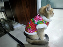 阿莫尔猫咪唐装狗狗衣服东北大花棉袄泰迪比熊博美柯基小狗新年喜庆服装 东北大花（红色） XS-具体参考背长和胸围 实拍图