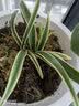 帝王妃兰花整盆发货妃矮种金边兰盆栽花浓香型常青室内绿植好 帝王妃 去盆发货 +肥 6苗以上 实拍图