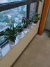 九千谷红掌绿植盆栽植物白掌粉黛一帆风顺花卉盆景3个组合源头直发 实拍图