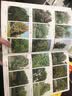 300种园林植物栽培与应用 实拍图