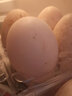 我老家 新鲜生鹅蛋 农家散养大鹅蛋 孕妇宝宝营养辅食鲜鹅蛋 6枚装 单枚120-140g 实拍图