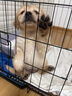 梦茜儿纯种金毛幼犬活体宠物狗导盲犬家养金毛小狗狗双血统金毛犬幼崽 宠物级 宠物家养款 公 实拍图
