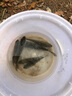 黄金眼鱼漂芦苇浮漂小碎目轻口鲫鱼漂高灵敏度 实拍图