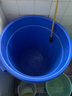 木野村大水桶塑料桶大号大容量带盖加厚食品级胶桶大白桶储水桶家用圆桶 蓝色（无盖） 150L桶口外径63高71cm 实拍图