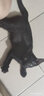 【顺丰速运冰邮】科妙优猫咪疫苗猫三联宠物预防猫鼻支猫瘟狂犬成幼猫一套自打套餐 猫三联3支+福犬狂犬1支+内驱1粒【防伪可查】 实拍图