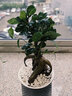 欧悟 室内办公桌面绿植净化空气除甲醛水培植物小绿植花卉盆栽绿萝 小榕树 带盆栽好 实拍图