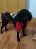 秋冬装狗衣服 小宠物 泰迪狗狗衣服 小型犬 春夏装幼犬衣服 前脚双脚衣服 萌宠服装 小犬外套 猫外套 带帽超人黑色 XL适合背长35cm胸围49cm体重10-12斤 实拍图