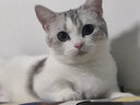YITO 宠物鱼油靓毛爆猫粉美毛亮毛黑鼻头卵磷脂美毛护肤猫狗掉毛鱼油 宠物深海鱼油70粒/瓶 实拍图