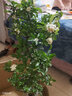 御春阁 带果子发货 火棘苗 火棘树苗 沙棘盆景盆栽树桩 观果阳庭院植物 实拍图