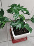 惜林园春羽盆栽室内花卉水养水生绿植好养办公室观叶植物 春羽3株（大）（高35-40） 含盆 实拍图