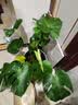 植男植女老桩龟背竹大盆栽客厅室内大型大叶北欧绿植办公室新房源头直发 实拍图