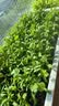 绿林花语蔬菜种子套装1菠菜生菜小白菜香菜油麦菜菜籽组合四季种阳台盆栽 实拍图