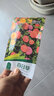花沃里百日草种子10g百日菊混色 花种子大全花种籽盆土家庭阳台庭院盆栽 实拍图