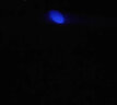 三友（semyoo） 六重透镜夜钓灯可换电池灯蓝黄光强光超亮可调光斑大小激光炮 极光21pro（带充电器+1.4米支架 晒单实拍图