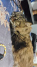 【配滴管】MARCOS KING马克西金0.15 滴鼻液猫支鼻宠物犬猫咪滴眼液狗狗抗病毒感冒发炎 感冒鼻支套装 实拍图