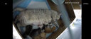 POPOCOLA宠物电热毯恒温加热冬季猫咪狗狗电褥子猫窝取暖器恒温加热垫小型 防水恒温电热毯M【65*50】 实拍图