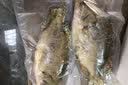 京乐狳桂鱼淡水鳜鱼鳌花鱼现捕鲜活现杀整条季花鱼 一条约500g(净膛前)现杀现发 2条装 实拍图