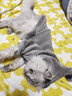 Lanswood 猫咪衣服防掉毛猫衣服冬保暖布偶猫无毛猫衣服搞笑狗狗宠物衣服 主图款【复合卫衣】灰 M (建议5-8斤背长30胸围39-44cm) 实拍图